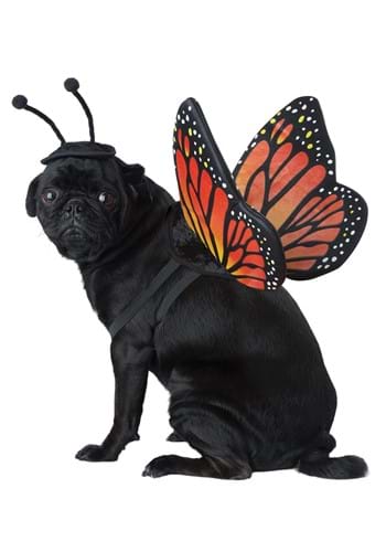 Disfraz de mariposa para mascota