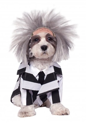 Disfraz de Beetlejuice para mascota